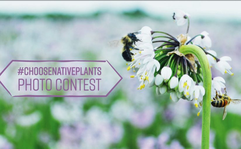 #ChooseNativePlants Photo Contest – Win $100