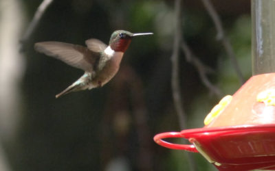 Hummingbird Haven