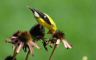 Will the birds eat my seeds?